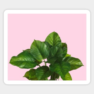 Lush green leaves on textured blush Sticker